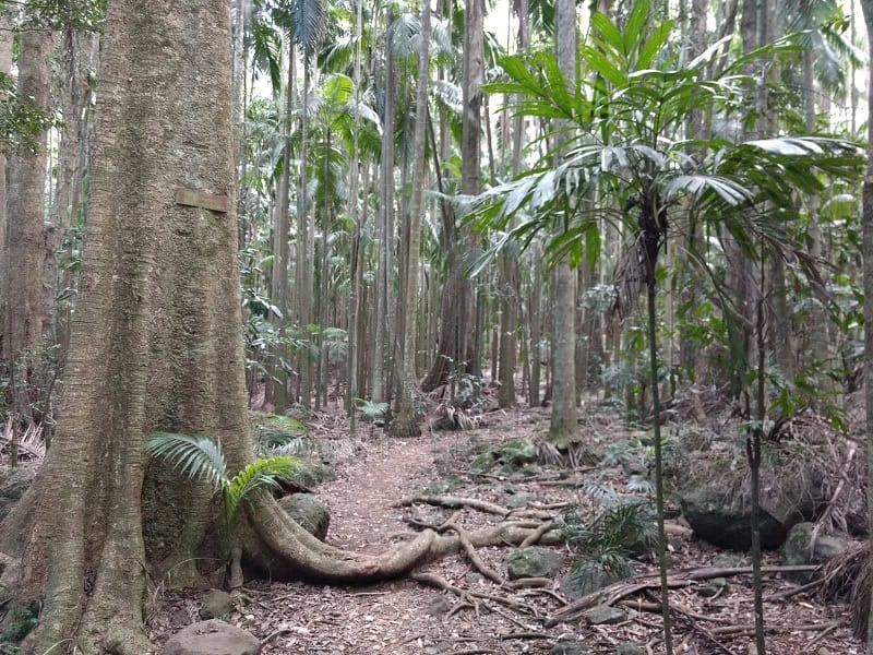 Tamborine rainforest walking track